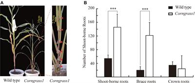 ZmRAP2.7, an AP2 Transcription Factor, Is Involved in Maize Brace Roots Development